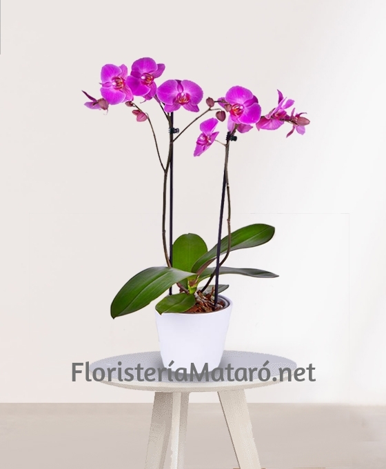 Enviar Plantas en Mataró Orquídea Phalaenopsis Rosa