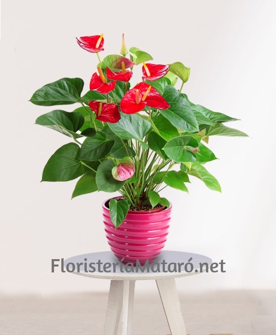 Planta de Anthurium rojo