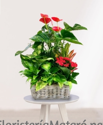 Arreglos Florales para Mataró Cesta de plantas en altura