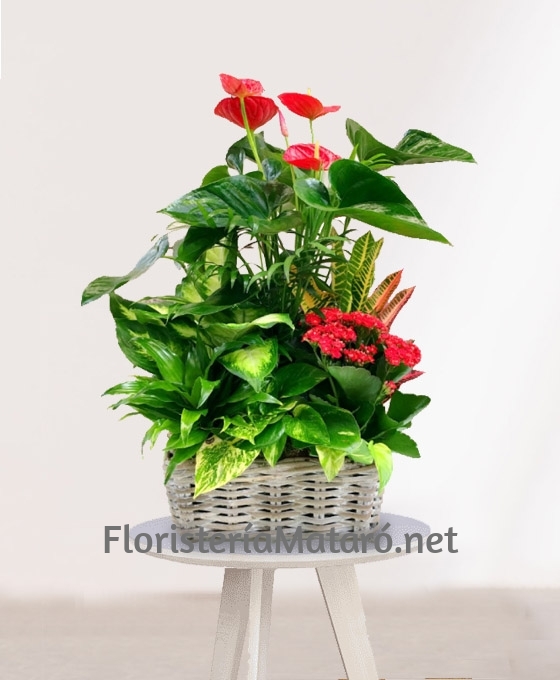 Regalar Cesta de plantas en altura