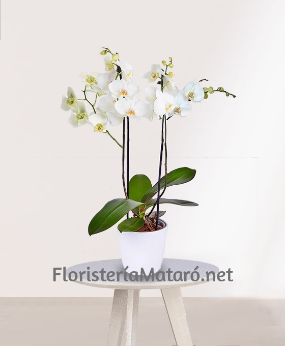 Planta Orquídeas Blancas especial para regalo