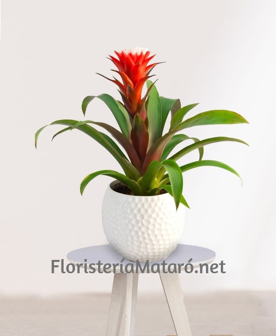 Planta Guzmania con cerámica blanca